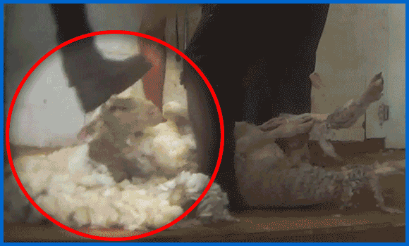 GIF bestehend aus mehreren Bildern, die zeigen wie Schafe in der Wollindustrie misshandelt werden.