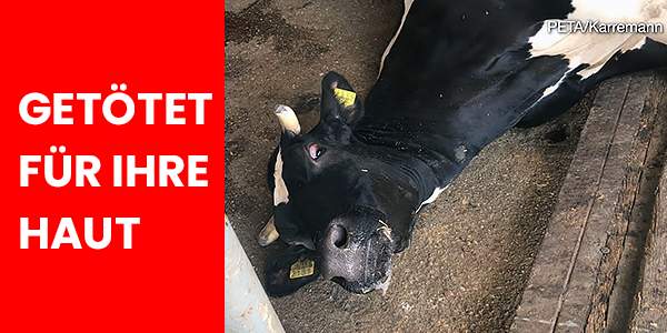 Das Bild zeigt ein liegendes Rind das verschreckt aufschaut. Beschriftung: GETÖTET FÜR IHRE HAUT
