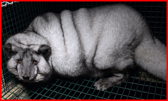 GIF bestehend aus Bildern von