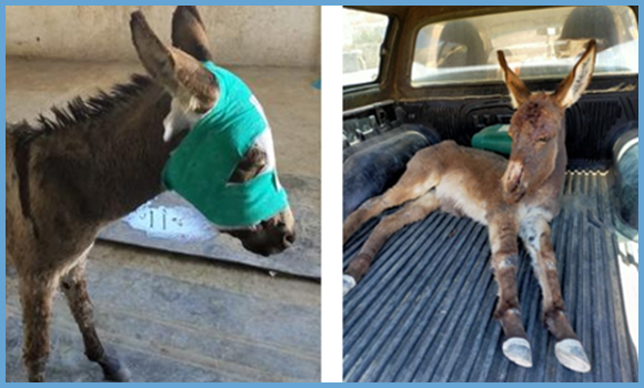 Eselkind mit Verband um den Kopf, daneben Eselkind auf Fahrzeugladefläche.