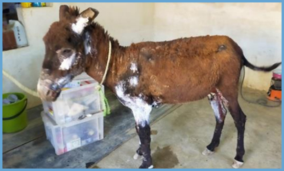 Esel mit Brandwunden