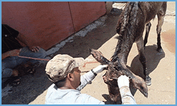 Zwei Männer, die einen Esel medizinisch versorgen.