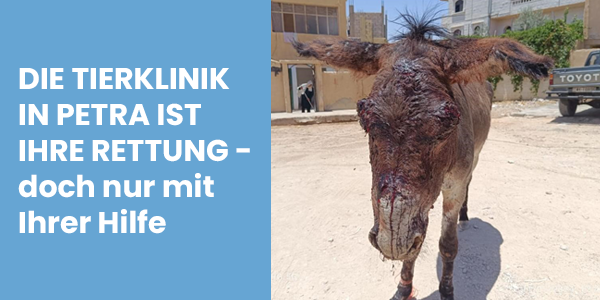 Esel mit schwerer Kopfverletzung, daneben der Text: Die Tierklinik in Petra ist ihre Rettung - doch nur mit Ihrer Hilfe