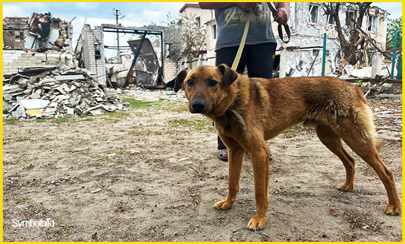 Ein Hund vor den Trümmern eines Gebäudes.