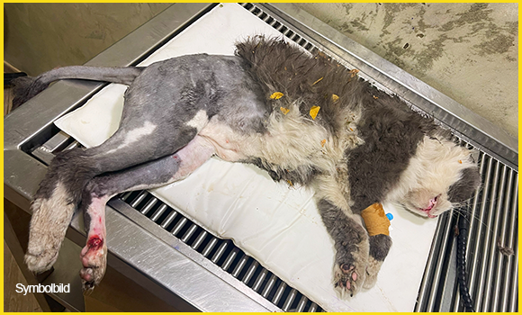 Eine stark verletzte Katze, die in einer Tierklinik behandelt wird.