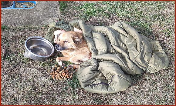 Ein Hund mit einer Wasserschale und Nahrung. Auf dem Hund liegt eine wärmende Decke.