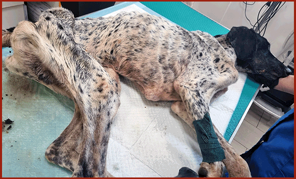 Zwei Bilder der fast verhungerten Hunde Elena und Julia.