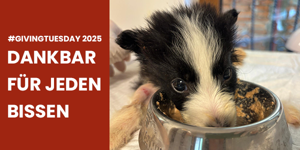 Ein Welpe isst aus einem Napf. Auf dem Bild steht: GivingTuesday 2025 - Dankbar für jeden Bissen