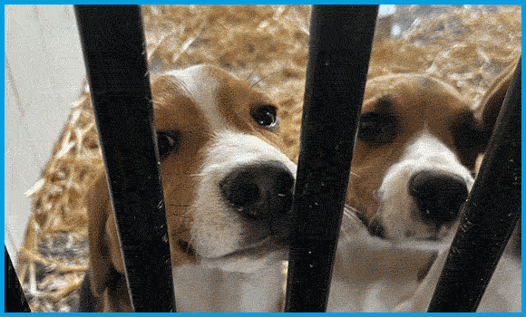 GIF bestehend aus drei Bildern auf denen Hundewelpen in Zwingern zu sehen sind.