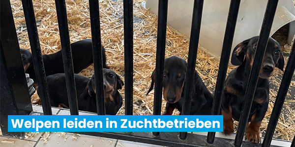 Vier Hundewelpen hinter einem Gitter
