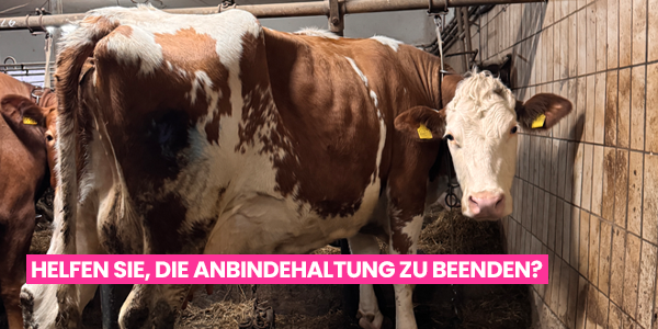 Angebundene Kuh, darunter der Text: Helfen Sie, die Anbindehaltung zu beenden?