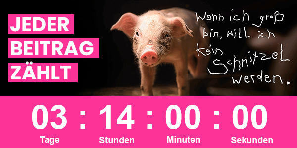 Das Bild zeigt das Ferkel-Plakatmotiv. Auf dem Plakatmotiv steht: Wenn ich groß bin, will ich kein Schnitzel werden. Links neben dem Motiv steht: Jeder Beitrag zählt. Das untere Drittel des Bilds ist ein Countdown, der bei 3 Tagen, 14 Stunden beginnt.