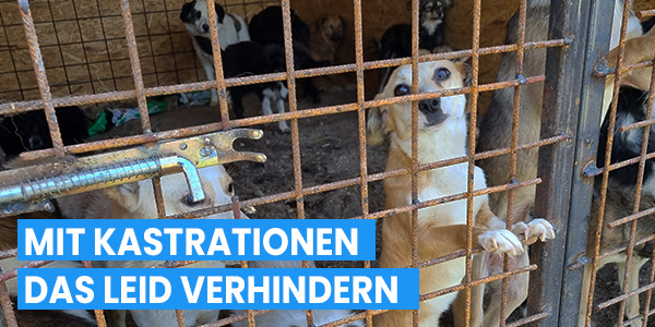 Auf diesem Bild sind Hunde in einem rumänischen Zwinger zu sehen. Der vorderste Hund schaut in die Kamera. Auf dem Bild steht: Mit Kastrationen das Tierleid verhindern