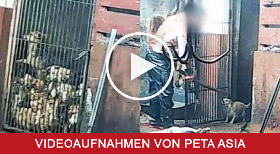 BILD Die brutale Schlachtungen von Hunden in China