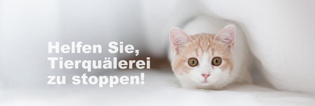 Peta Deutschland Spenden Fur Tiere In Not Peta Deutschland E V