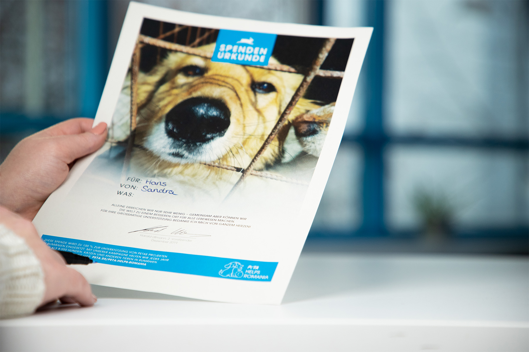 Hundehutten Fur Rumanien Peta Deutschland E V