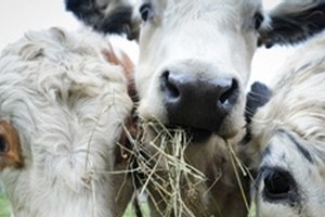 Peta Deutschland Spenden Fur Tiere In Not Peta Deutschland E V