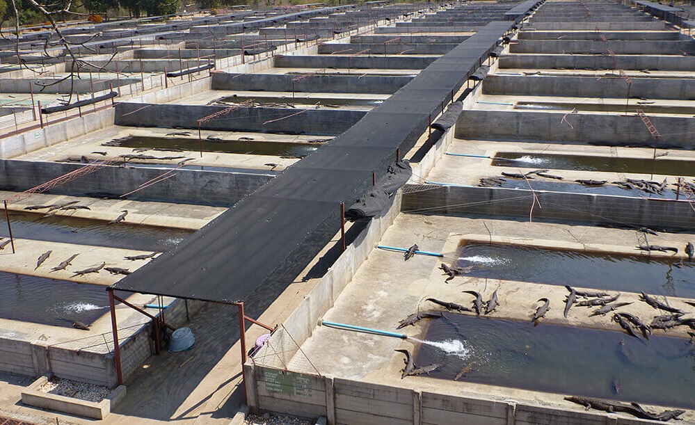 Des dizaines de milliers de crocodiles confinés dans de tristes fosses en béton, de la naissance à l'abattage.