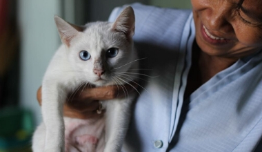 A white cat being held