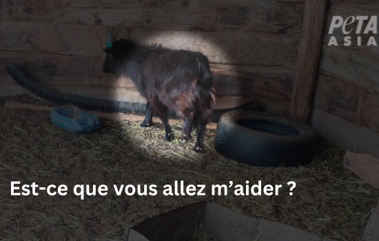 Faites un don dès maintenant