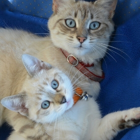 Joyeuse Fete Des Meres Miaou Peta France Joyeuse Fete Des Meres Miaou Peta France
