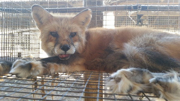 Contre le crime gazage des animaux à fourrure Wisconsin+enquete+fourrure3