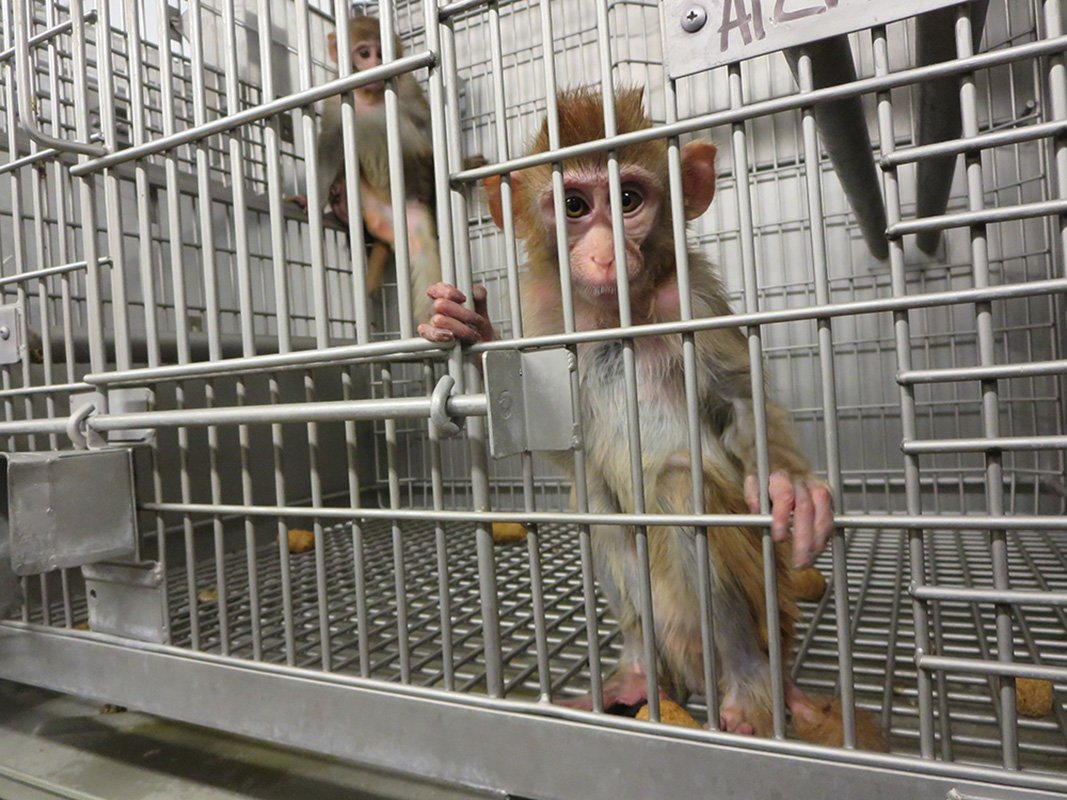 Young-Monkeys-in-a-Barren-Cage2.jpg Young-Monkeys-in-a-Barren-Cage2.jpg