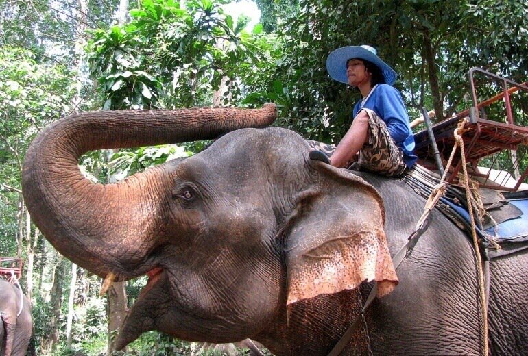 elephant-ride.jpg elephant-ride.jpg