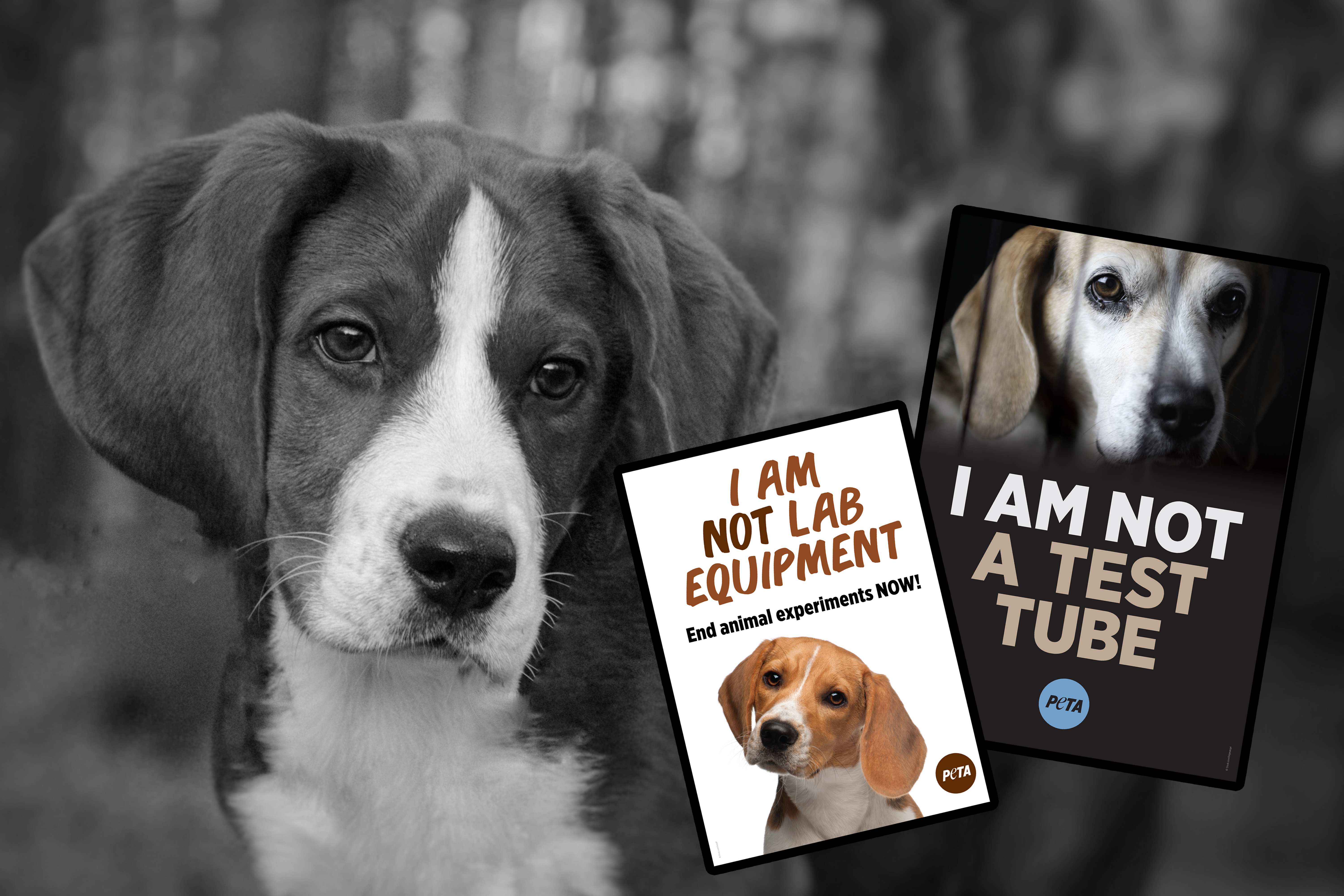 Camp Beagle Protest Posters.
