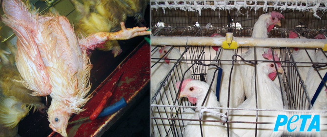 Learn why chickens may be the most abused animals on Earth.