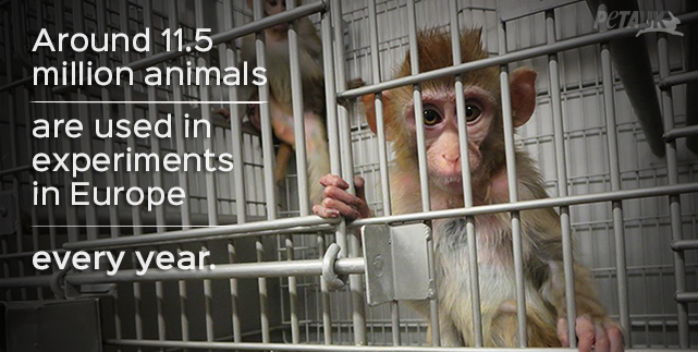 Approximately 11.5 million animals continue to be used in experiments in Europe every year.