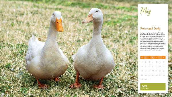 Download Your PETA 'Rescued' Calendar Wallpaper | People for the ...