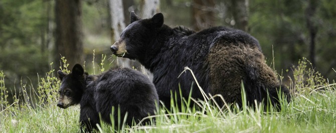 GOED NIEUWS VOOR DIEREN