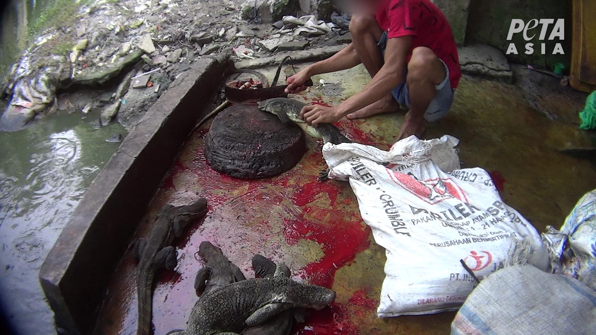 Live Lizards Tossed Around and Hit With Machetes.
