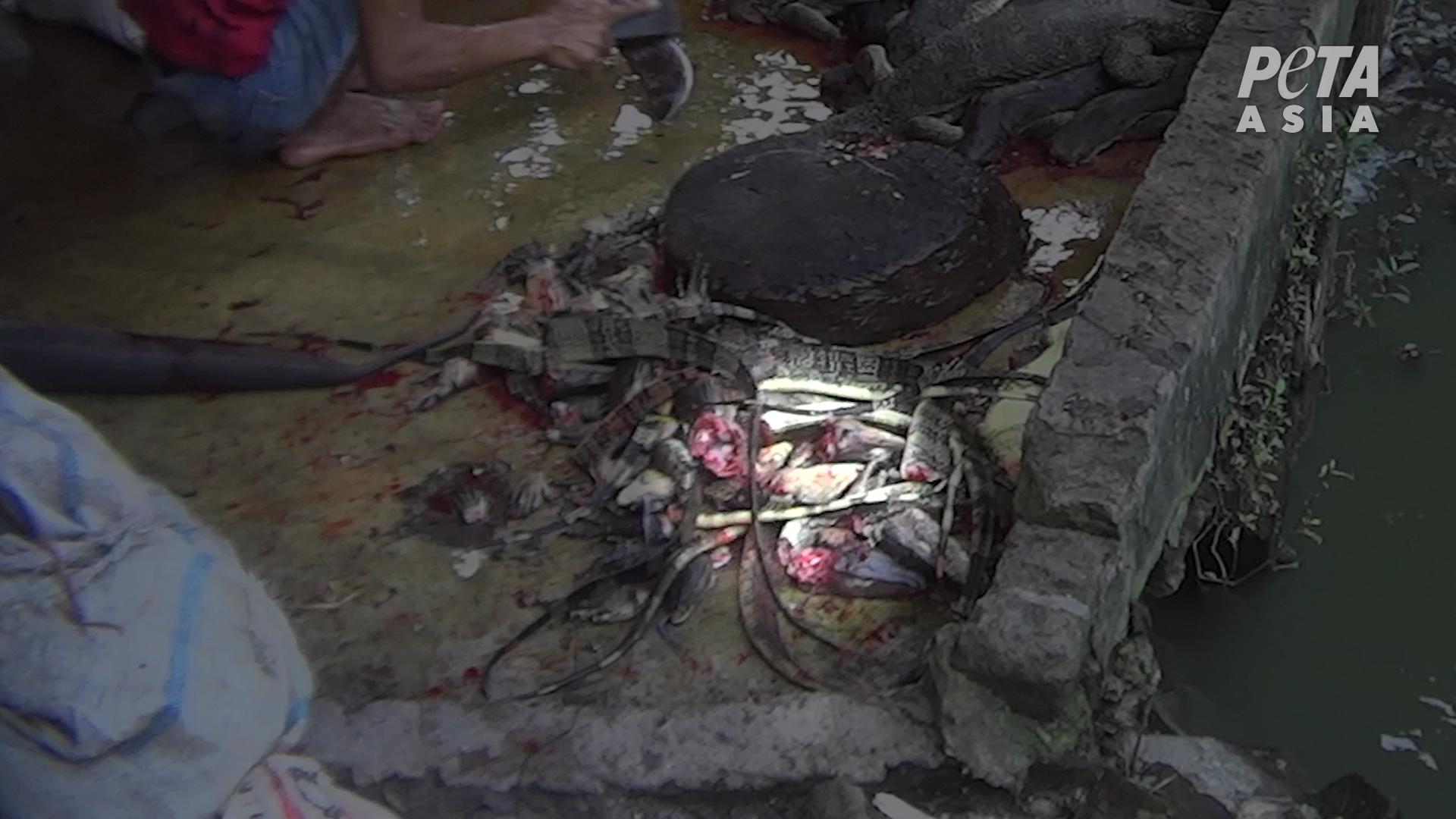 Conscious Lizards Are Beheaded for Gucci Accessories.