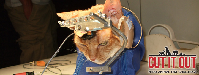 This Cat Woke Up in the Middle of Surgery!