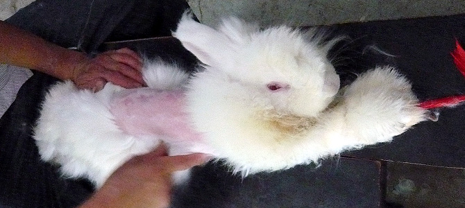 Stop Cruelty to Rabbits and All Other Animals