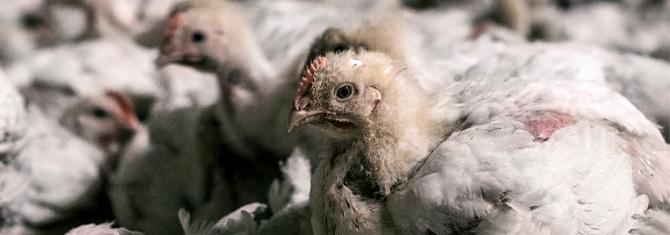 Stop the Suffering for Christmas Dinner