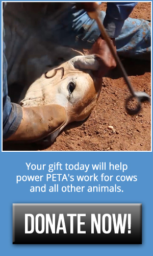 Donate Now!