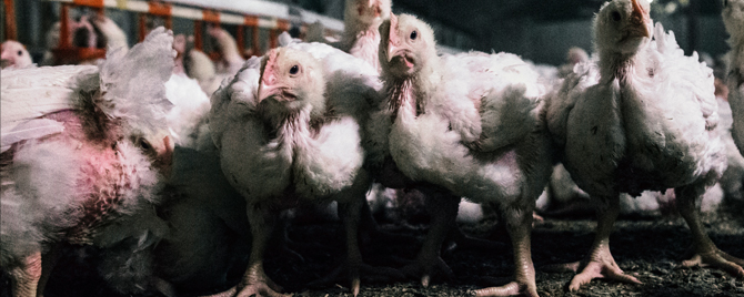 The Nightmarish Lives of Animals Killed for Food