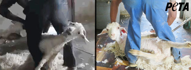 We must not let the mohair industry cause goats such suffering!