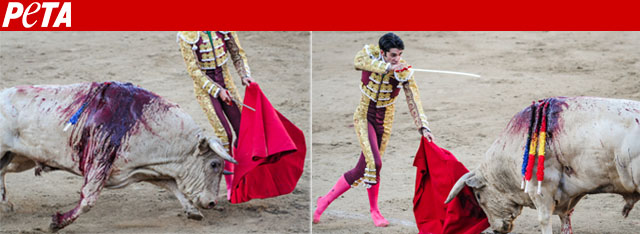 Will you help bulls and other animals?