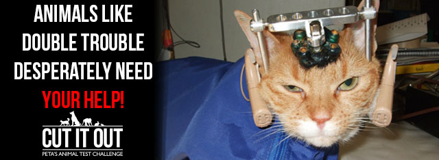 Animals like Double Trouble desperately need your help!