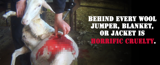 Behind every wool jumper, blanket, or jacket is horrific cruelty.