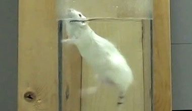 Help Stop Deadly Animal Tests Peta Australia