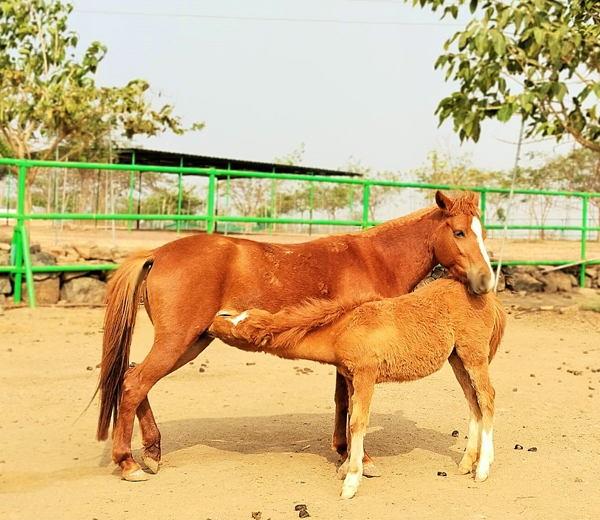 Home for the holidays! Help Animal Rahat give Jwala and her baby a ...