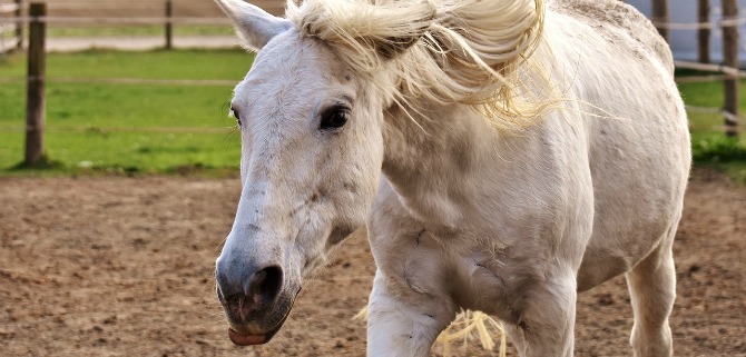 GOED NIEUWS VOOR DIEREN