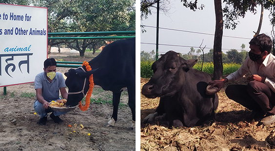 The photo on the left shows Laxmi being welcomed to Animal Rahat’s sanctuary, and the photo on the right shows her being groomed.