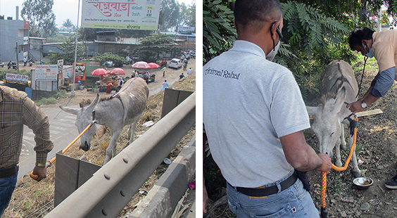 The photo on the left shows the donkey being led down the motorway, and the image on the right shows her being examined by Animal Rahat staff.