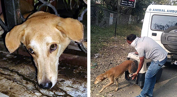 The photo on the left shows Abhay with his head stuck in an iron gate, and the image on the right shows him being released by Animal Rahat staff members.